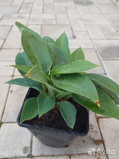 Хоста голубая