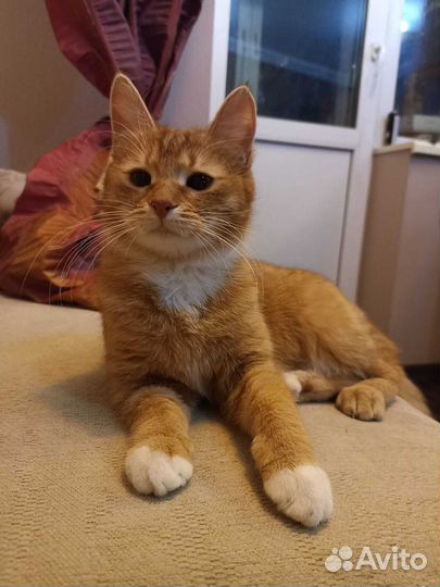 Кошка с изюмом Нала в семью, которая оценит