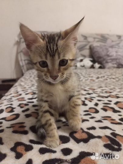 Котята бенгальские