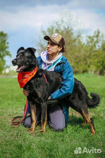 Отдам в хорошие руки собаку