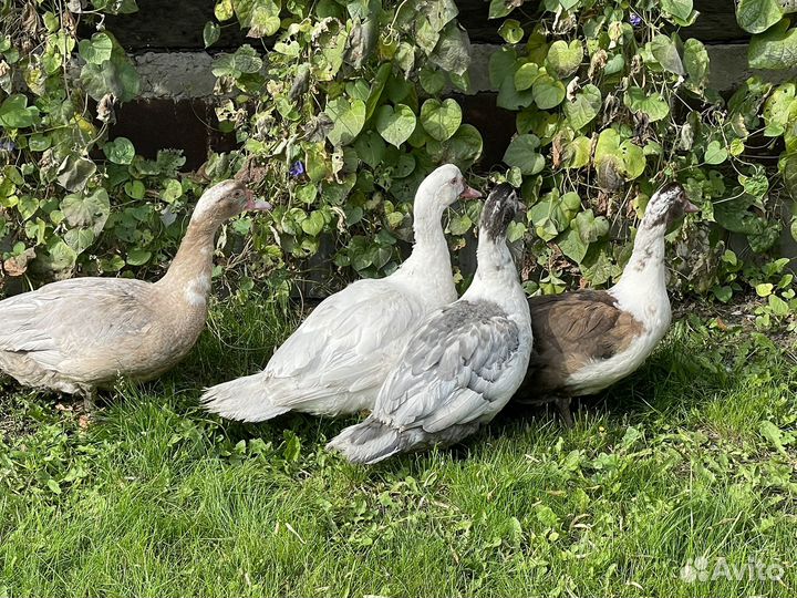 Селезни и уточки индоуток