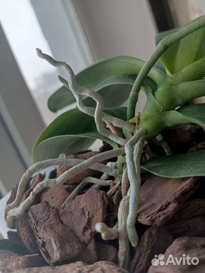 Орхидея фаленопсис сортовая