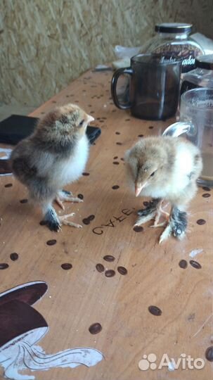 Куры цыплята