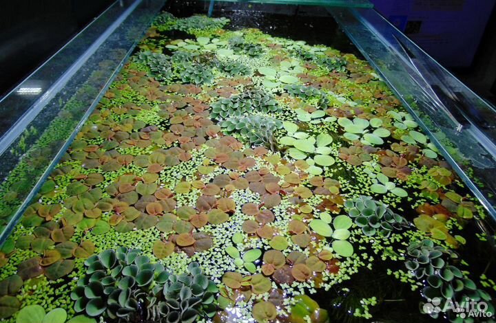 Аквариумные растения (есть плавающие)