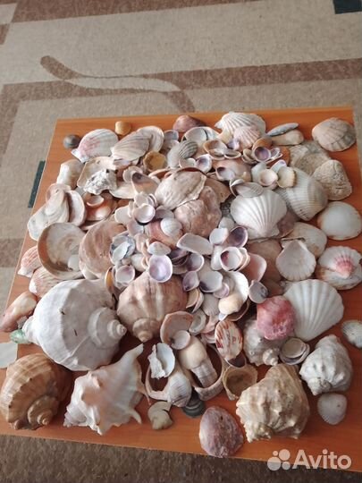 Ракушки морские