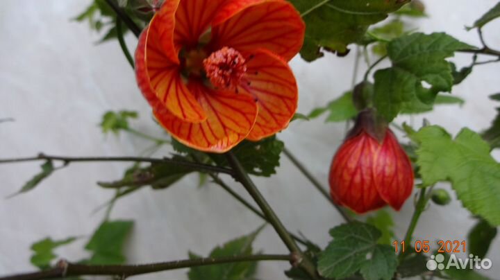 Стильный Абутилон Саженец Садовый 2-Летка