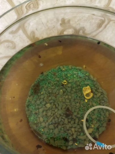 Рыбки данио и сомик