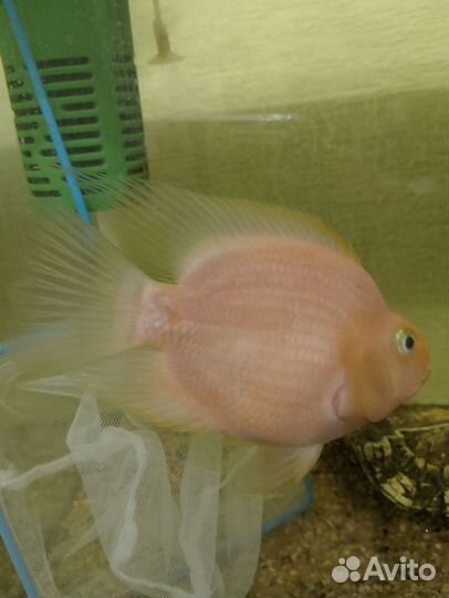 Рыба попугай