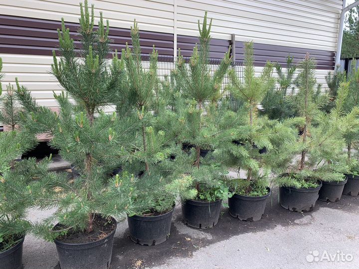 Сосна Обыкновенная