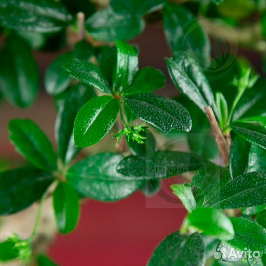 Бонсай Кармона 42 см в овальной плошке