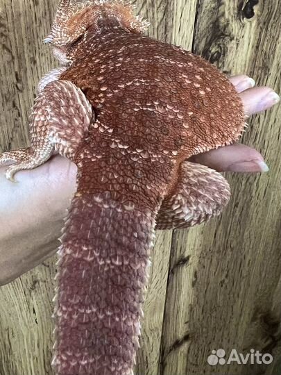 Агама красная самка