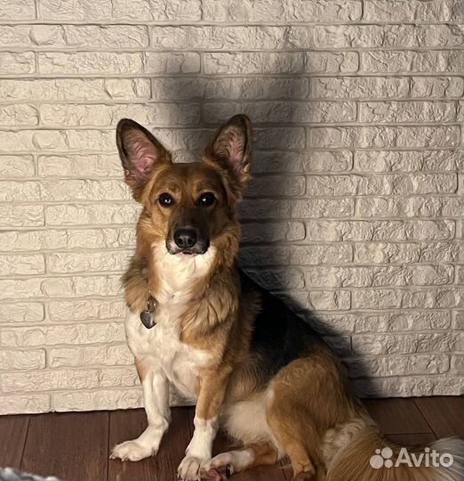 Метис корги Сью, 3 года. Ищет дом