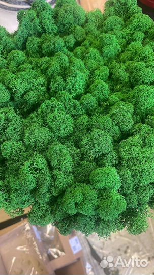 Мох стабилизированный оптом и в розницу