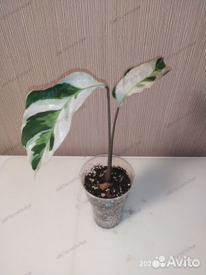 Калатея Макоя, Каролина, Руфибарба