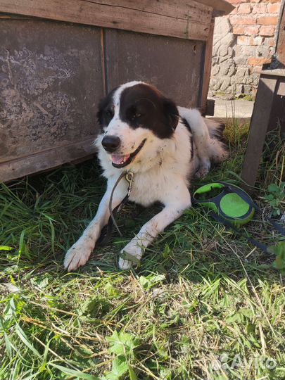 Отдам в добрые руки