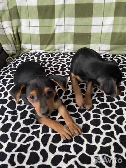 Цвергпинчер