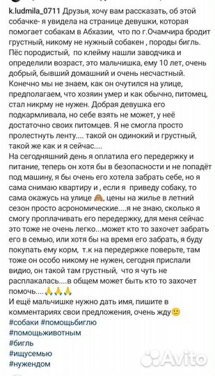 Собака в добрые руки бигль