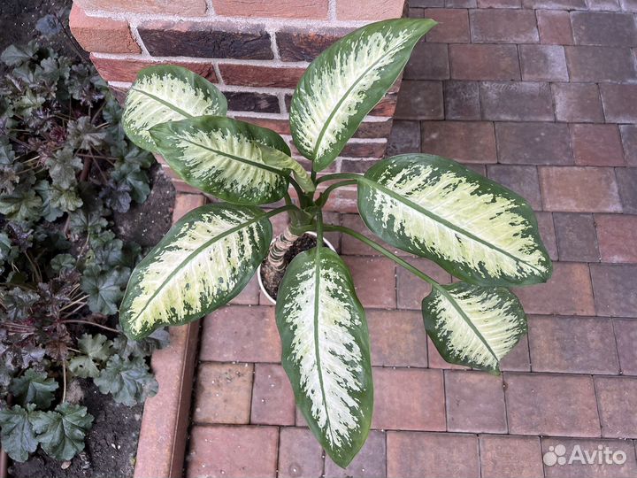 Диффенбахия