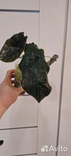 Алоказия Азлани