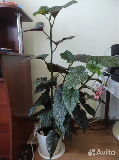 Комнатные цветы