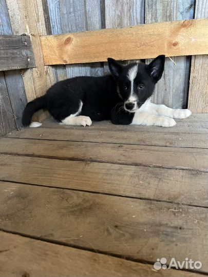 Щенки русско европейской лайки