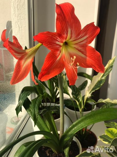 Гиппеаструм амариллис цветущий, крупные луковицы