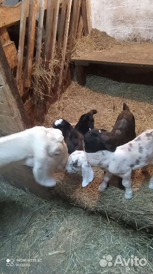 Козлик нубийский