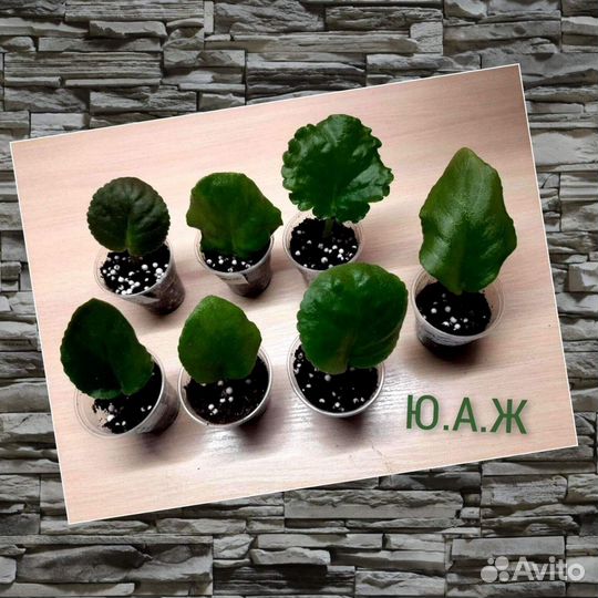 Фиалка. Фиалки. Укоренённый лист