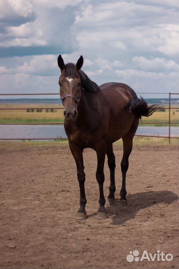 Спортивные лошади