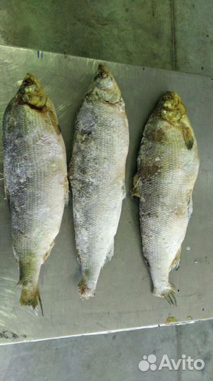 Вобла Астраханская вяленая икряная 19+ см от 7 кг