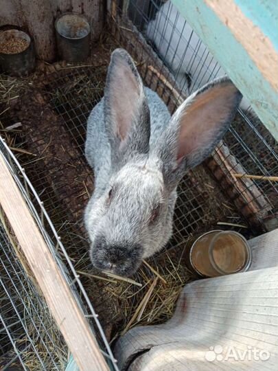 Кролики Полтавское серебро