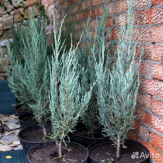 Туя для живой изгороди