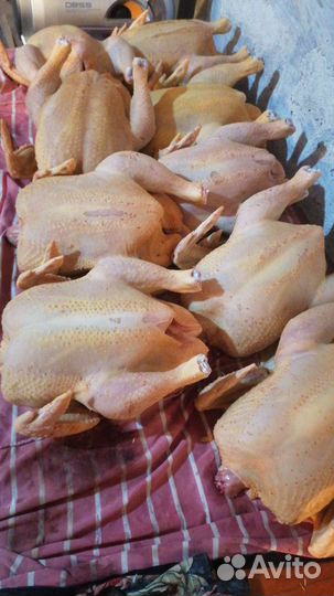 Мясо домашние куры