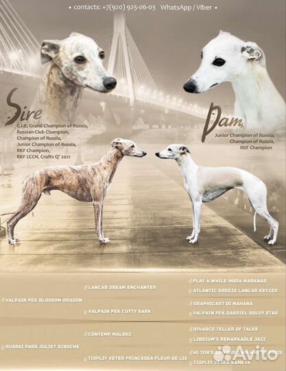 Щенок уиппета