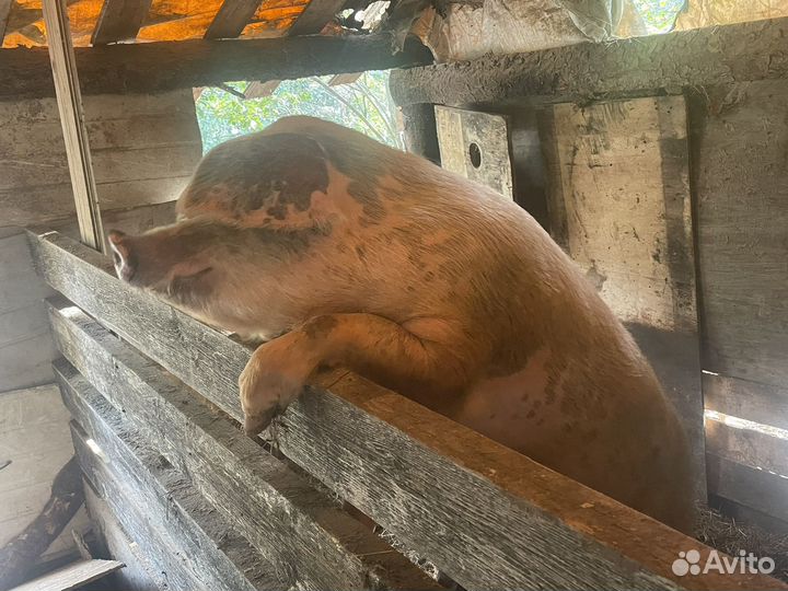 Парясята ландрас