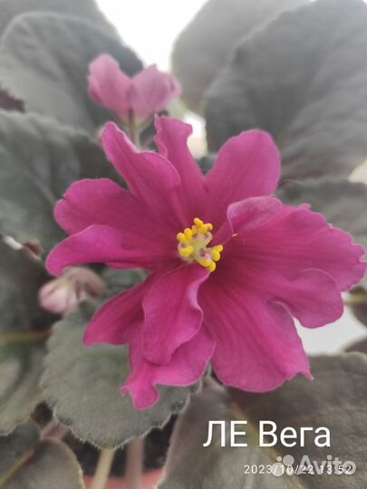 Цветущие сортовые фиалки