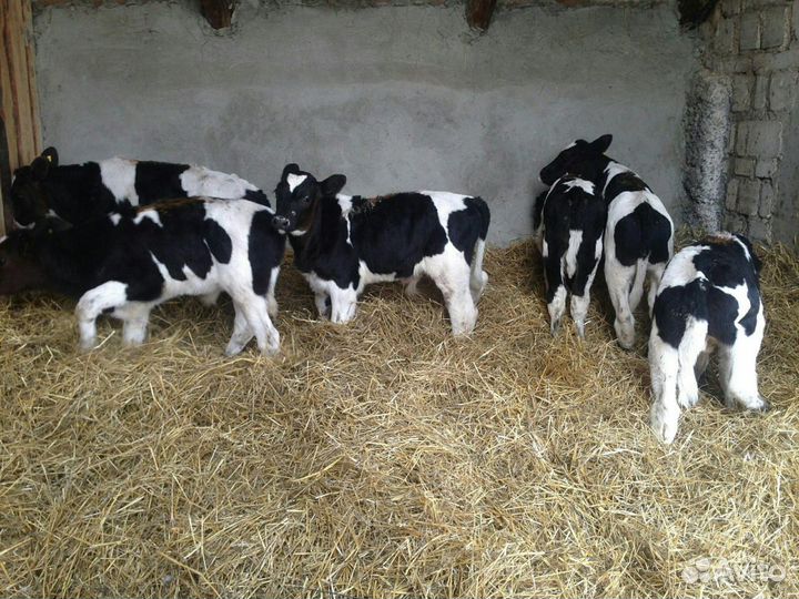 Бычки и телята