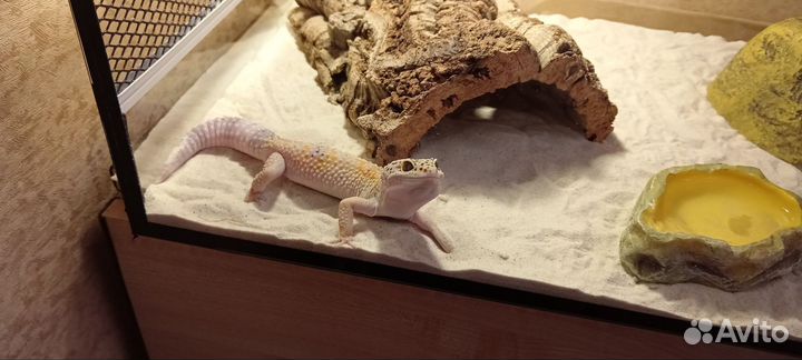 Геккон эублефар