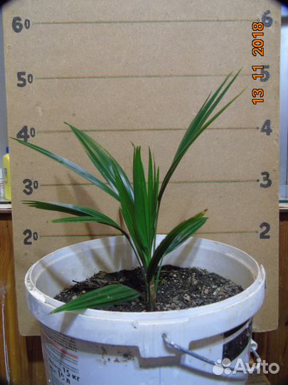 Пальмы: Хамеропс и Трахикарпус - сеянцы и саженцы