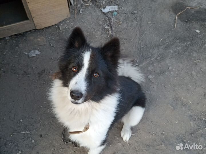 Домашние животные бесплатно собаки