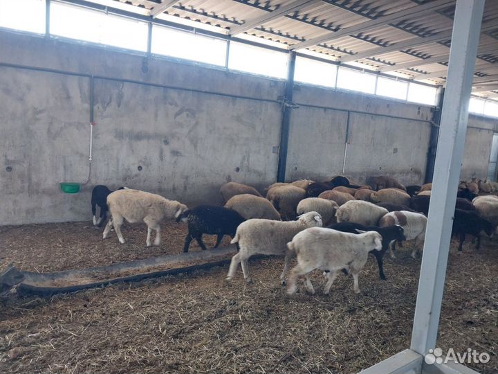 Продаются ягнята и ярочки