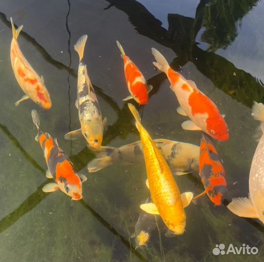 Корм для прудовых рыб (карп кои, кометы)