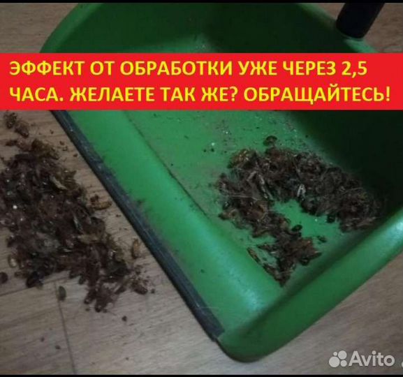 Санобработка травить клопов, уничтожение тараканов