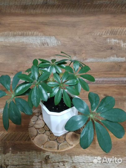 Комнатные цветы Шеффлера с горшком