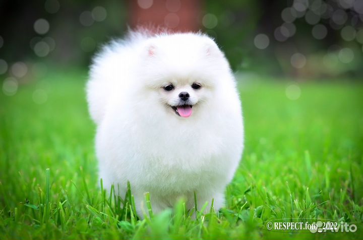 Померанский шпиц медвежьего типа