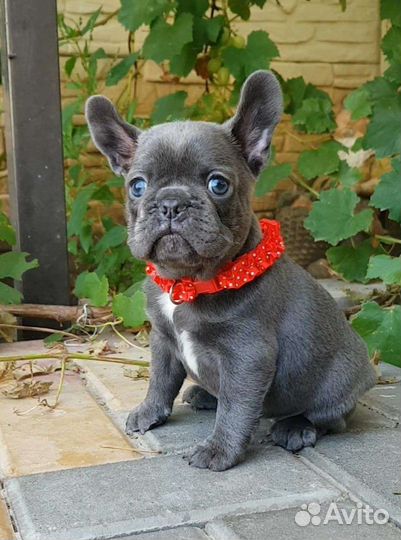 Французский бульдог голубой щенок