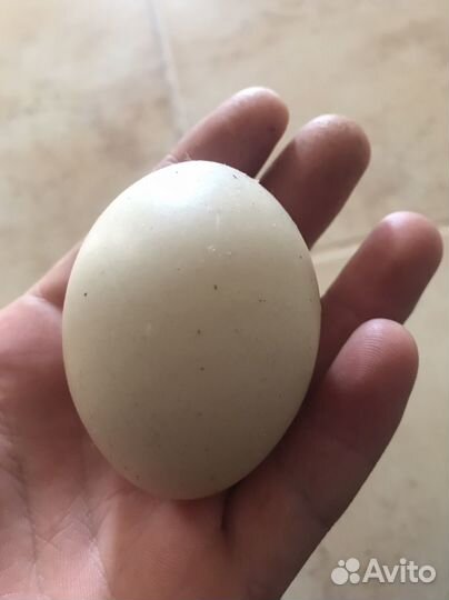 Инкубационное яйцо индоутки тяжелой линии