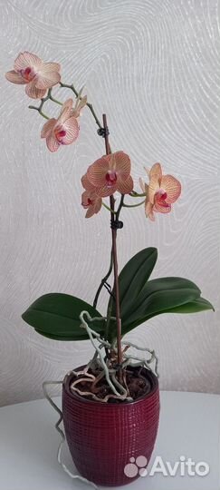 Орхидея