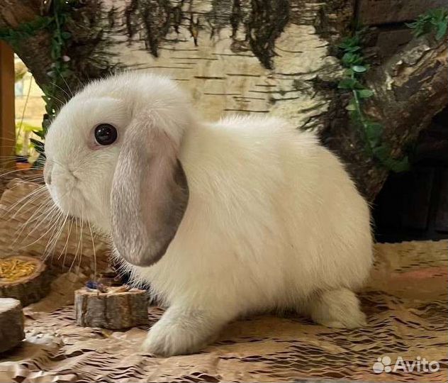 Карликовый вислоухий кролик