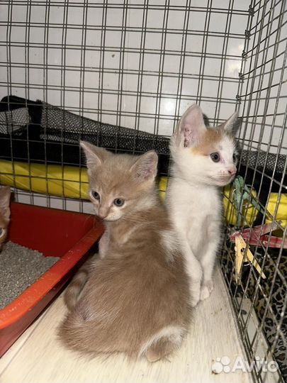 Котята в добрые руки